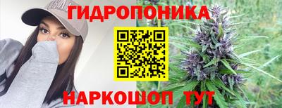 крисы Можга